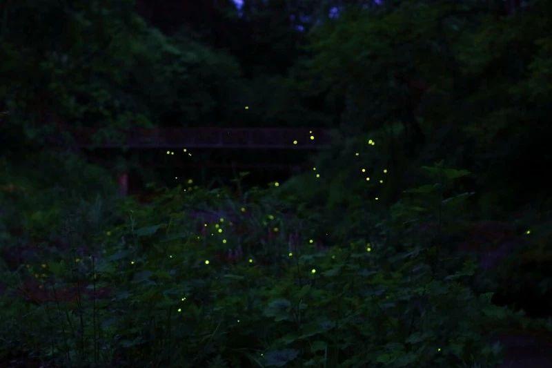 救援蒙克